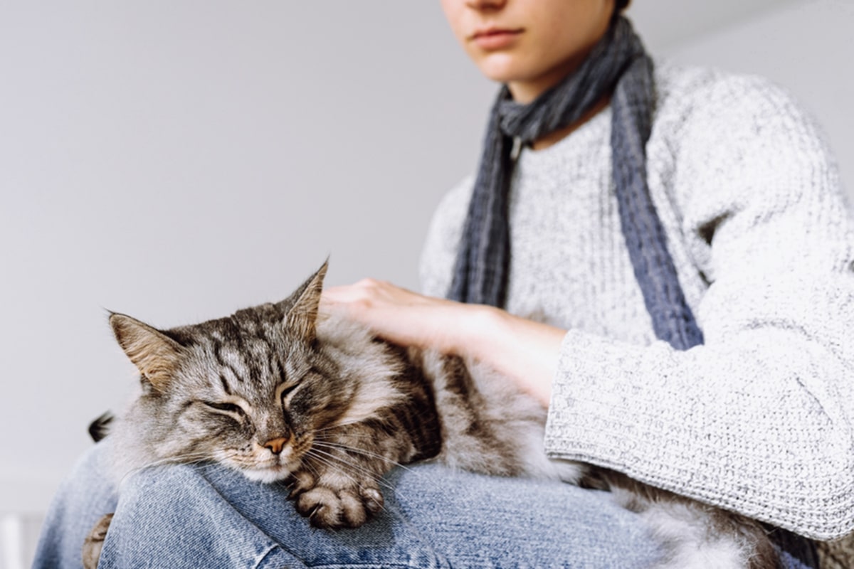 giornata gatto