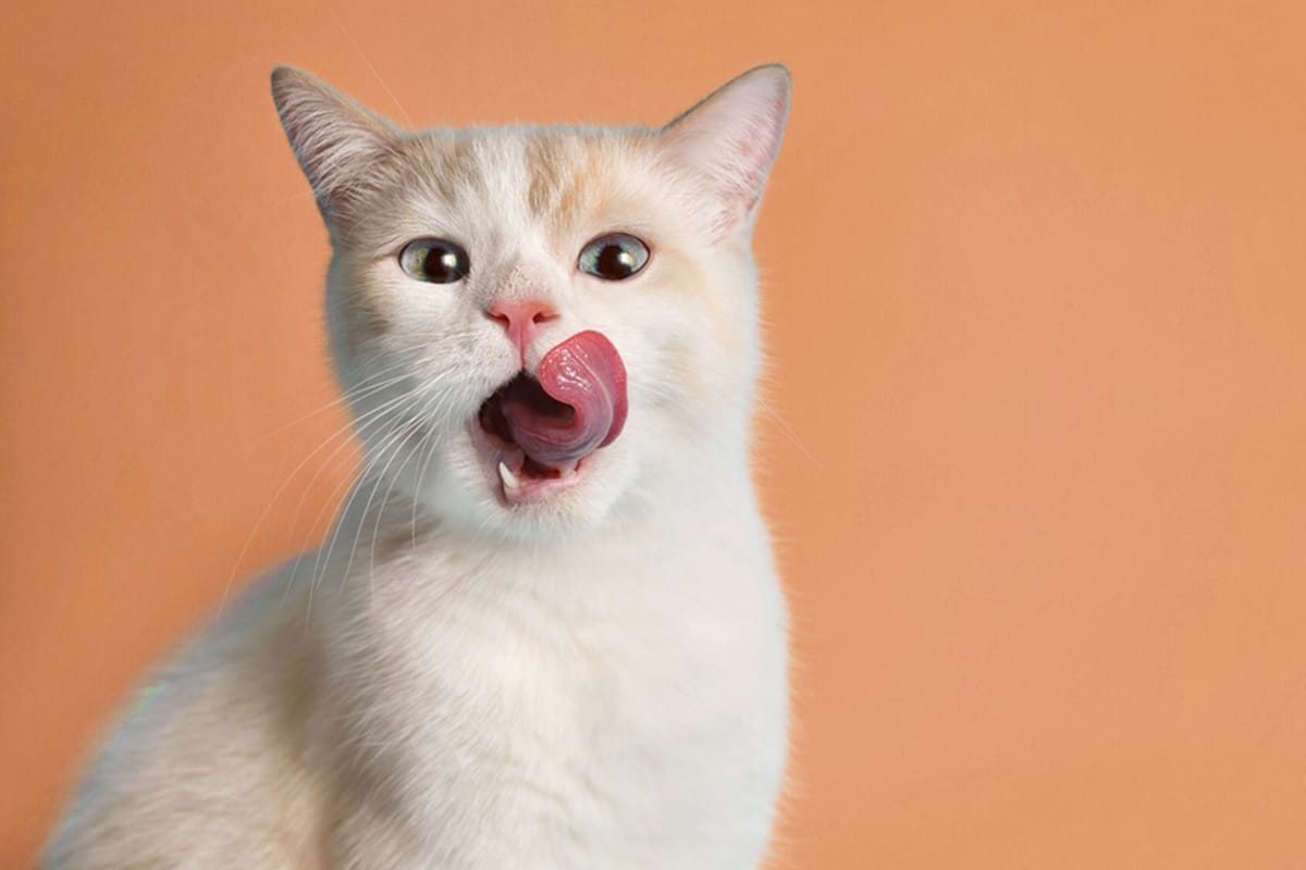 gatti espressioni