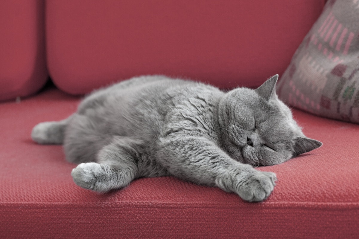 quanto dorme gatto