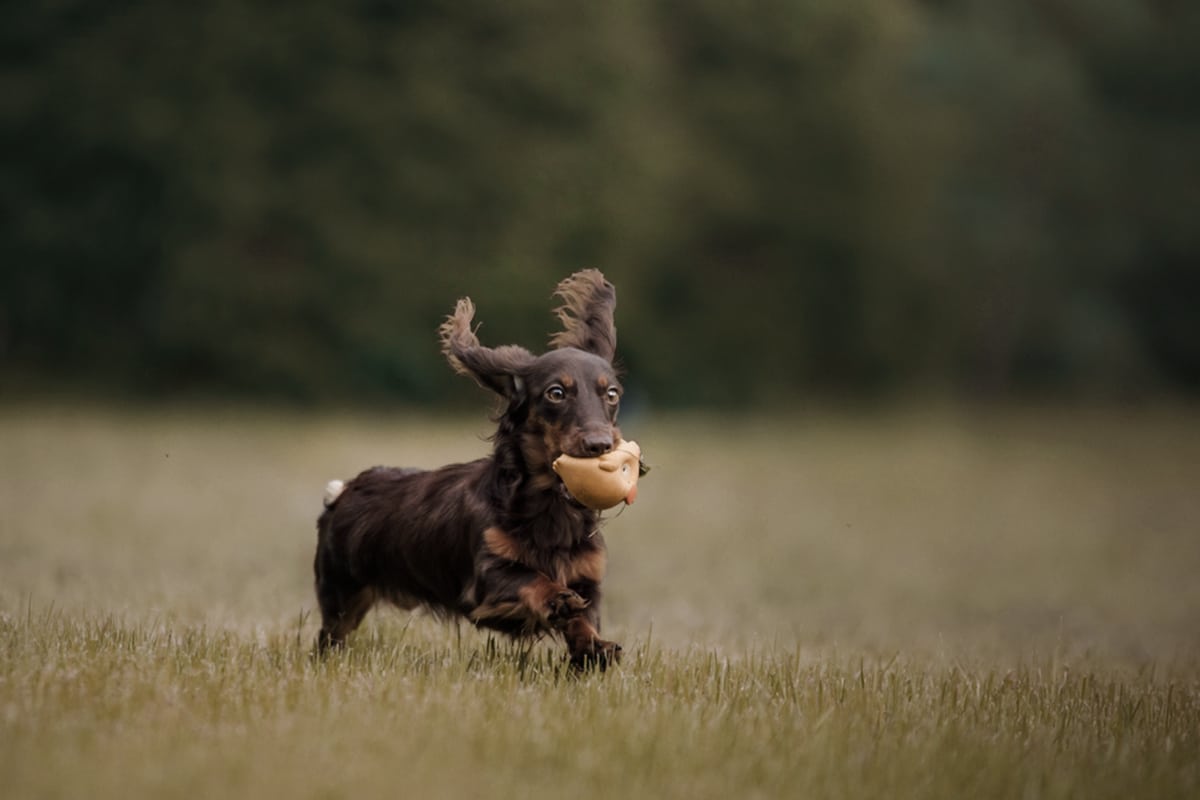 cani più longevi