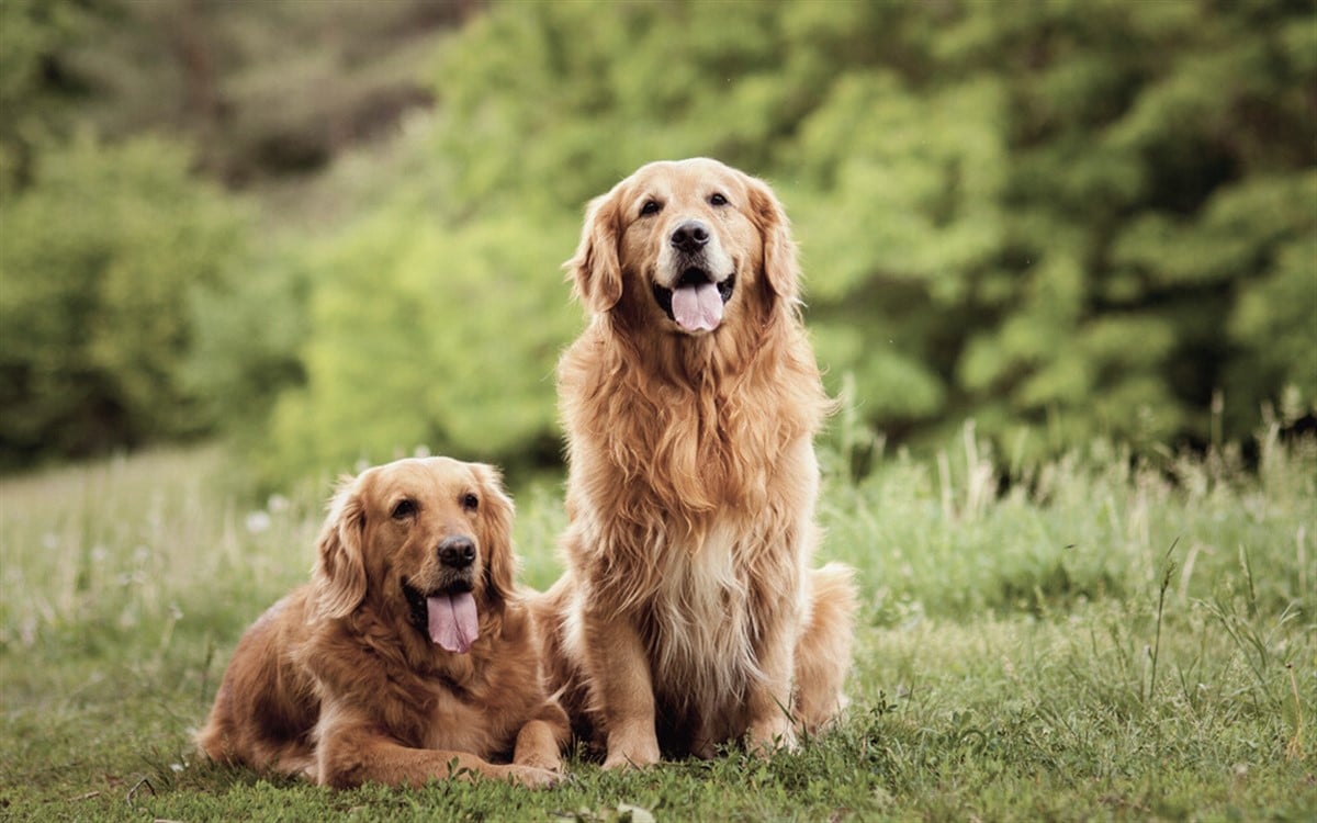 golden retriever