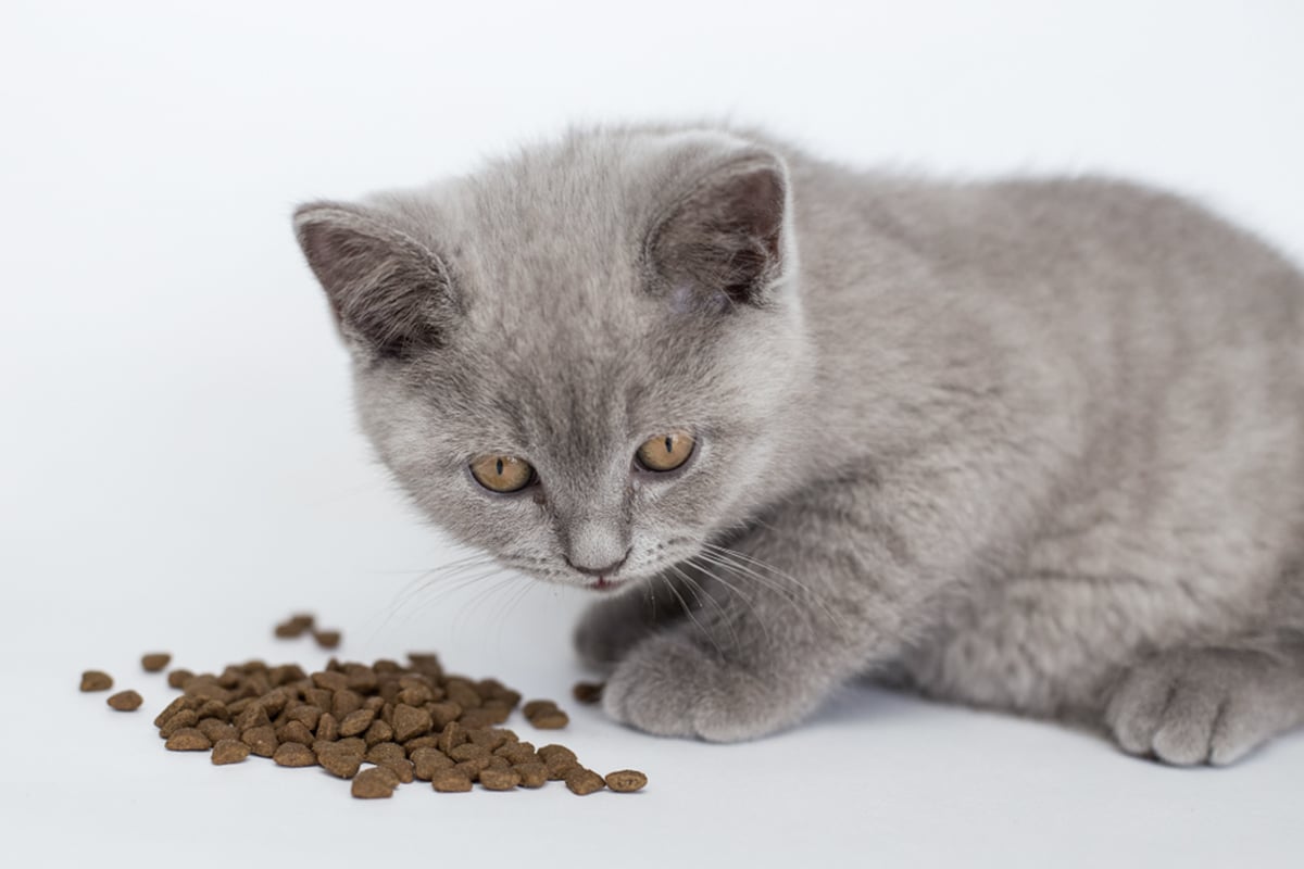 alimentazione gatta incinta