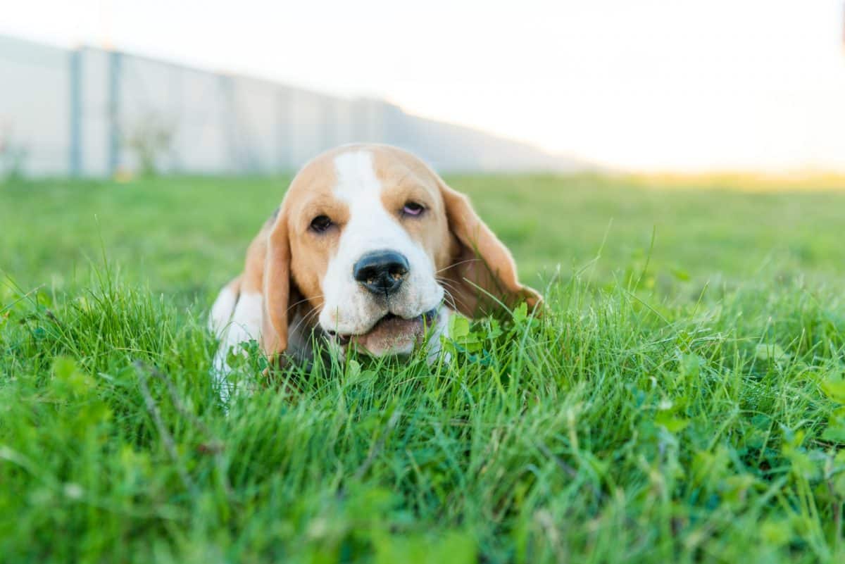 Cos’è la dermatite atopica negli animali domestici?