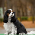Cane Cavalier King Charles Spaniel