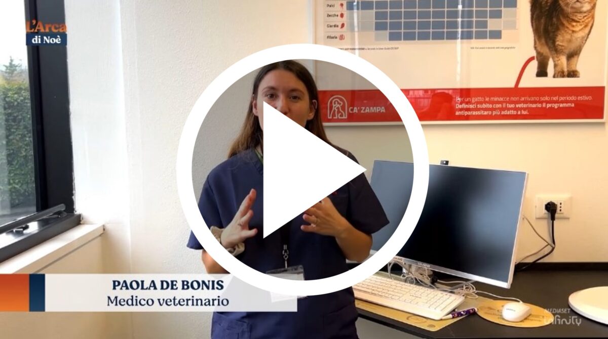 paola de bonis cura del cane in gravidanza