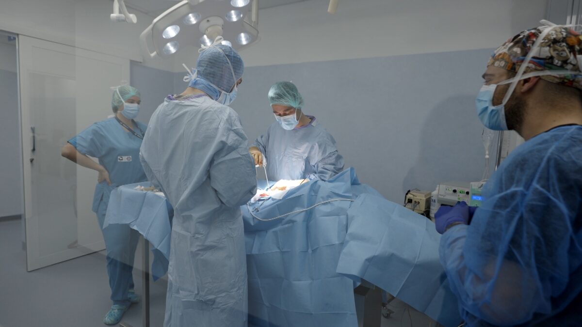chirurgia cane policlinico gregorio vii roma