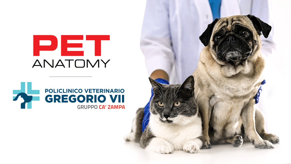 poster pet anatomy gregorio vii policlinico veterinario pet 