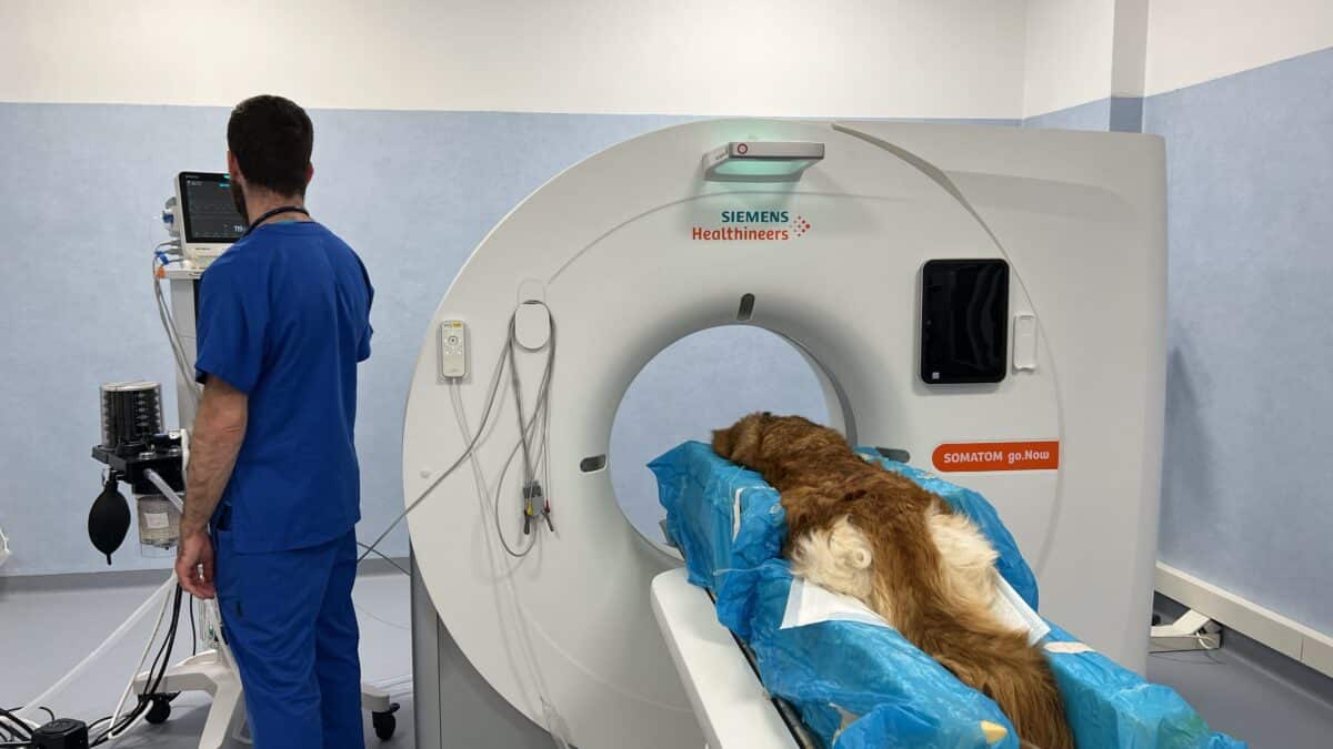 Come si fa la Tac per un cane o gatto?
