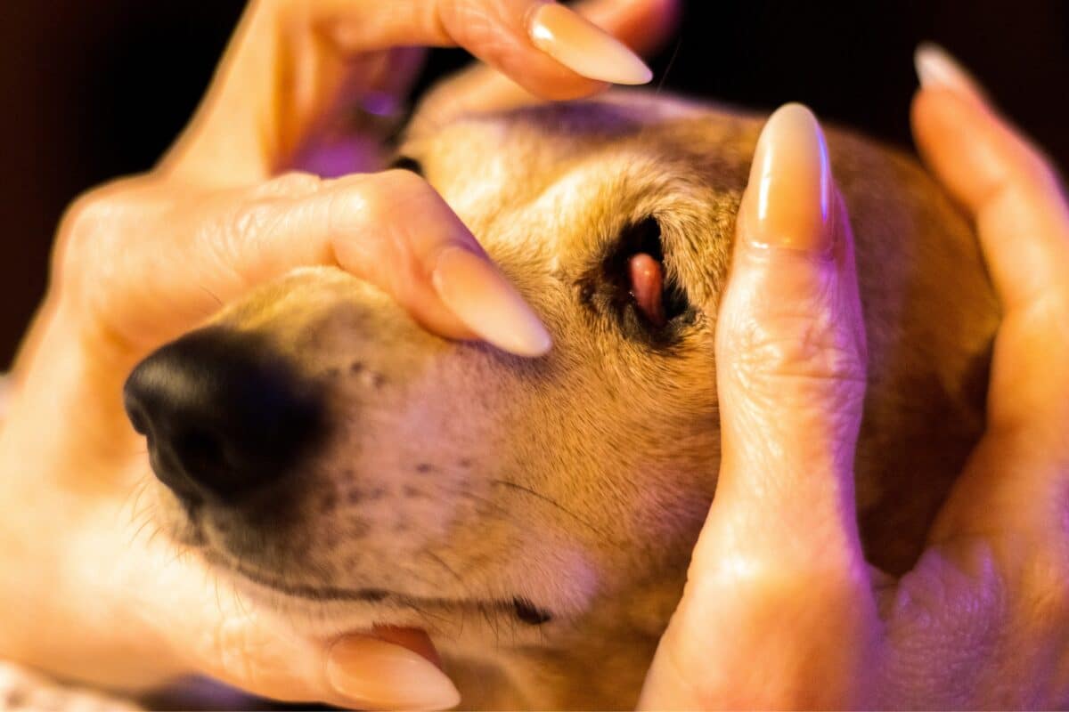 Cherry eye o occhio a ciliegia nel cane: cosa fare?