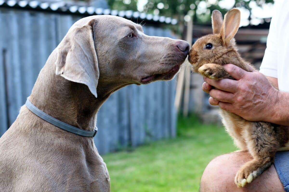Coniglio e altri animali: consigli per una convivenza sicura e serena