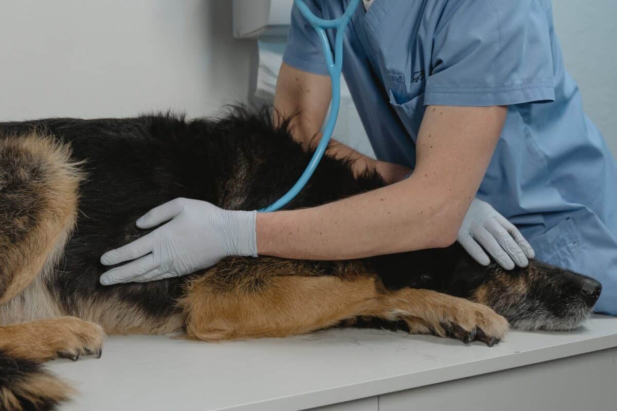 Crisi convulsive nel cane