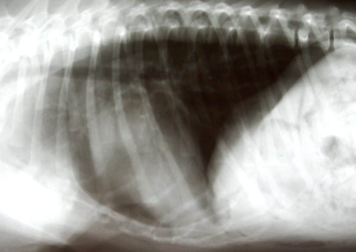 Ernia peritoneo-­pericardica congenita in un cane – Caso Clinico