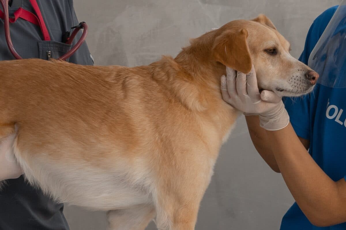 Ipotiroidismo nel cane: come si riconosce?