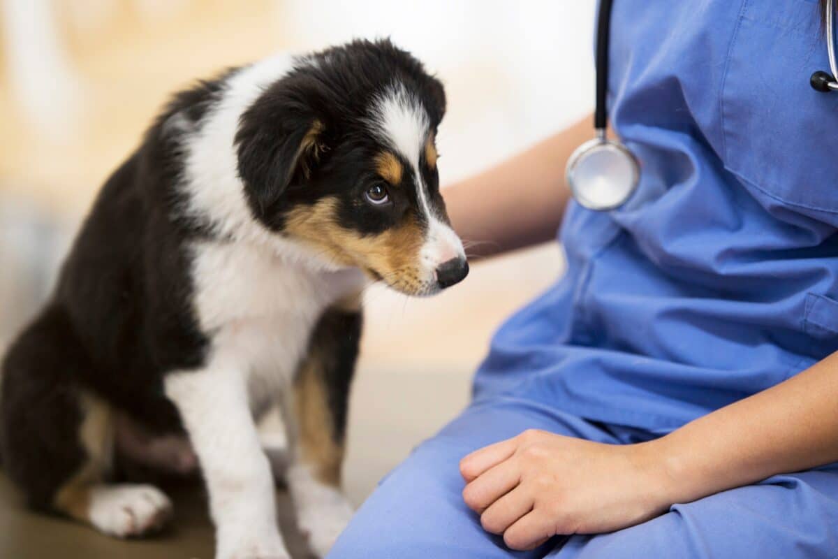 Lussazione della rotula nel cane: cause e trattamenti moderni