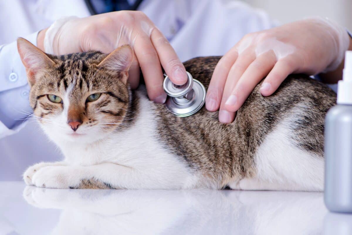 Malattie cardiache nei gatti
