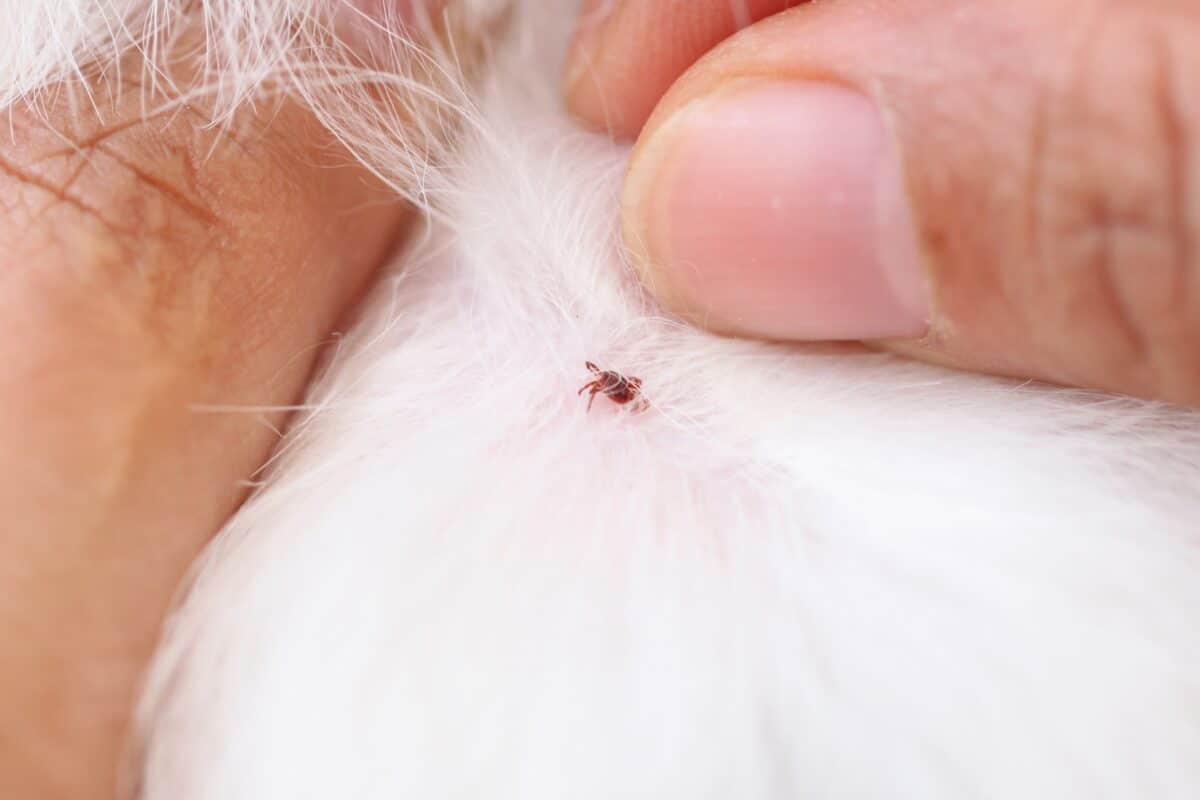 Pappataci: cosa sono e come difendere cane e gatto
