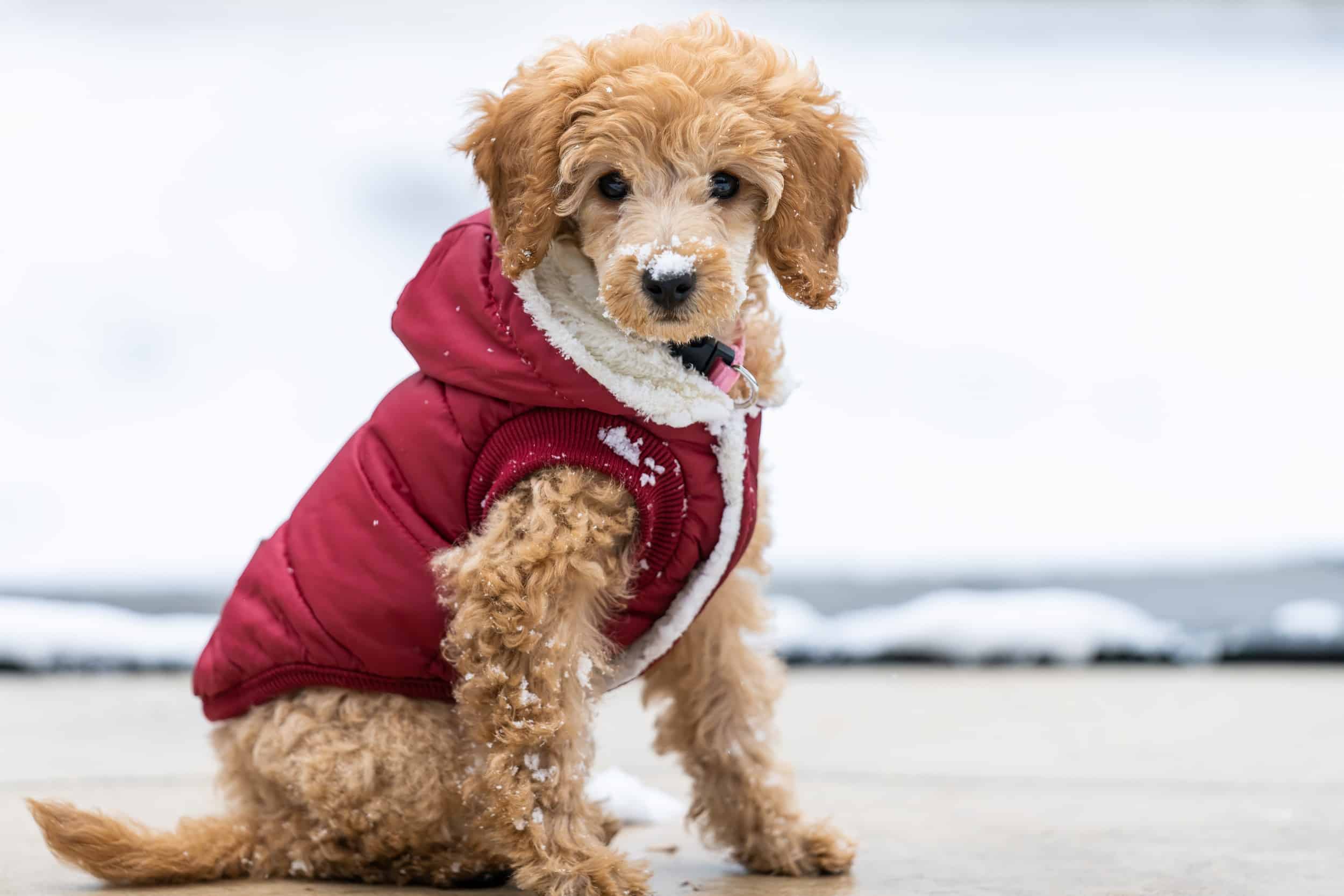 cane che indossa un cappottino