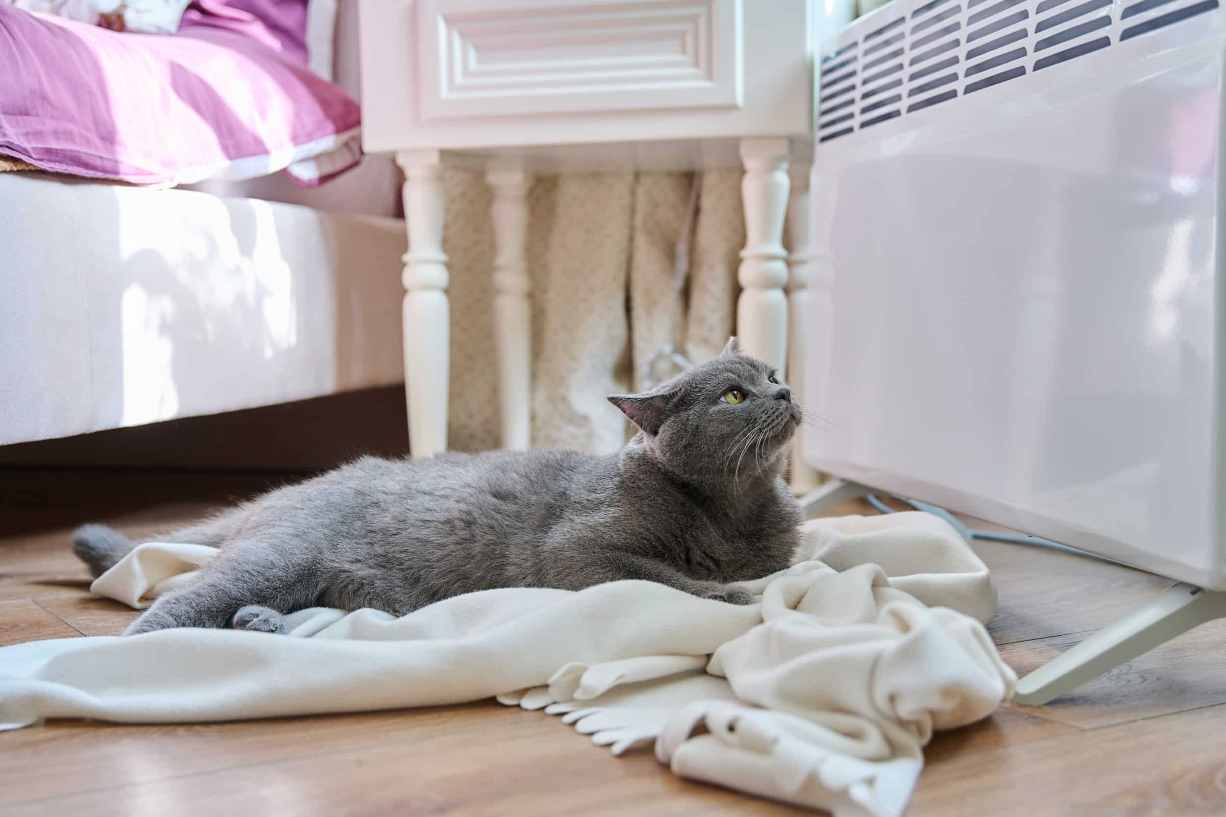 gatto termosifone