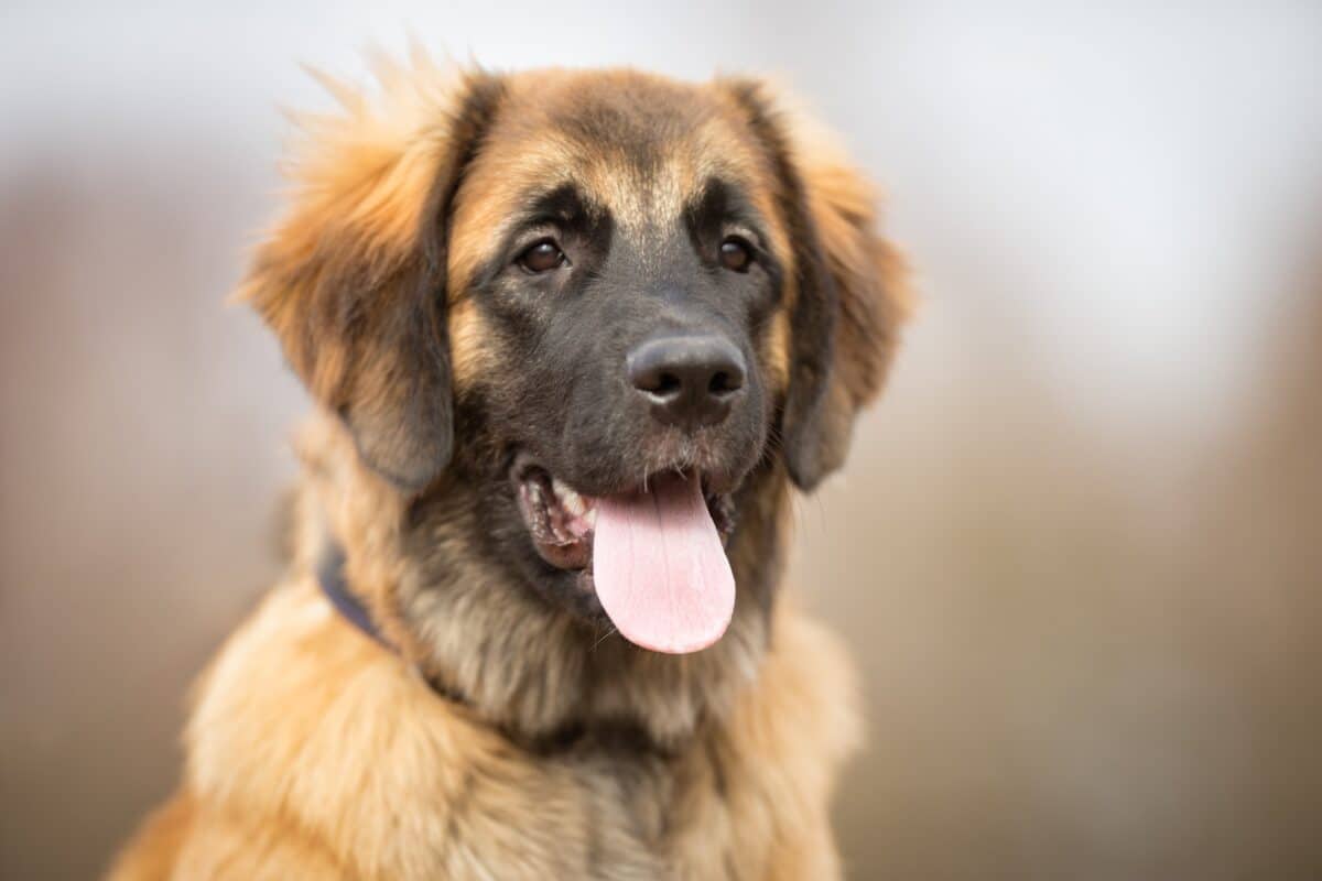 Tosse nel cane o nel gatto: cause, sintomi e rimedi