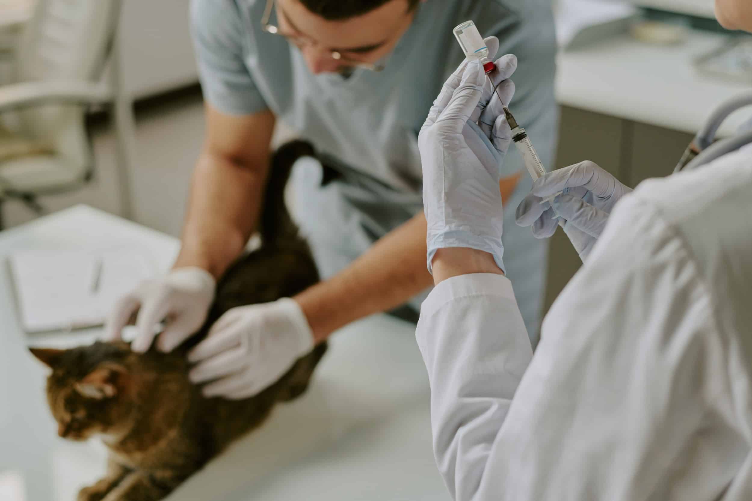 gatto viene vaccinato dal veterinario