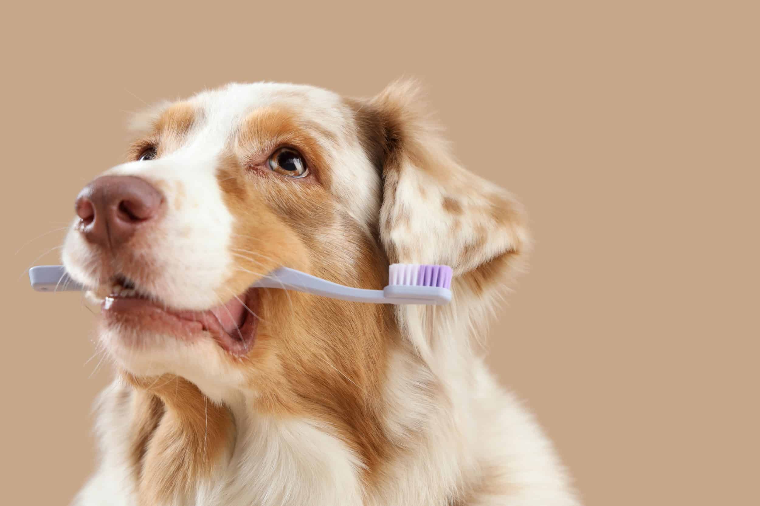cane con spazzolino da denti