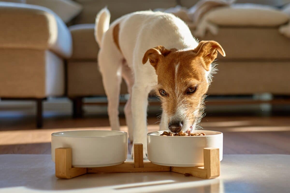 Cibo umido, secco o misto: esiste davvero l’alimentazione migliore per cani e gatti?