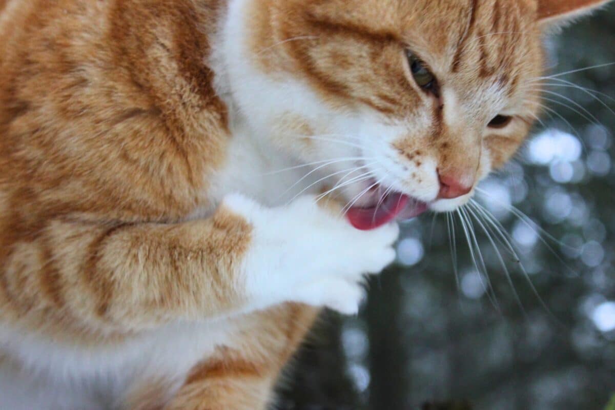 Gatto si lecca troppo: quando è il segnale di un problema