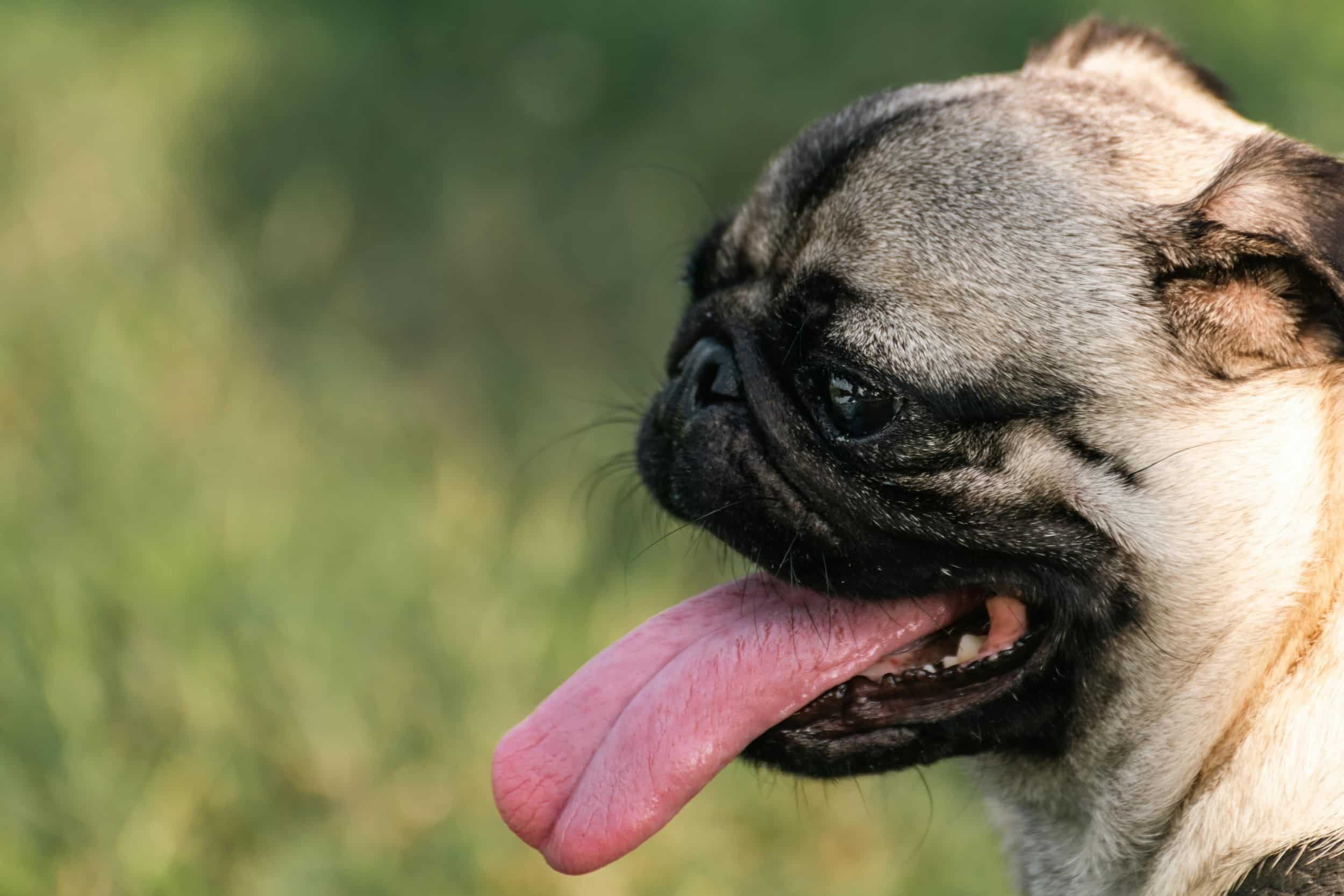 cane a bocca aperta che ansima