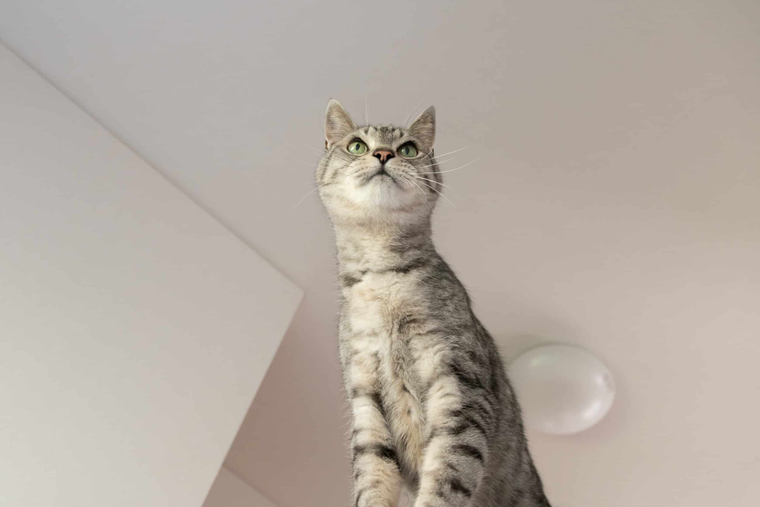 quale lettiera scegliere per gatto