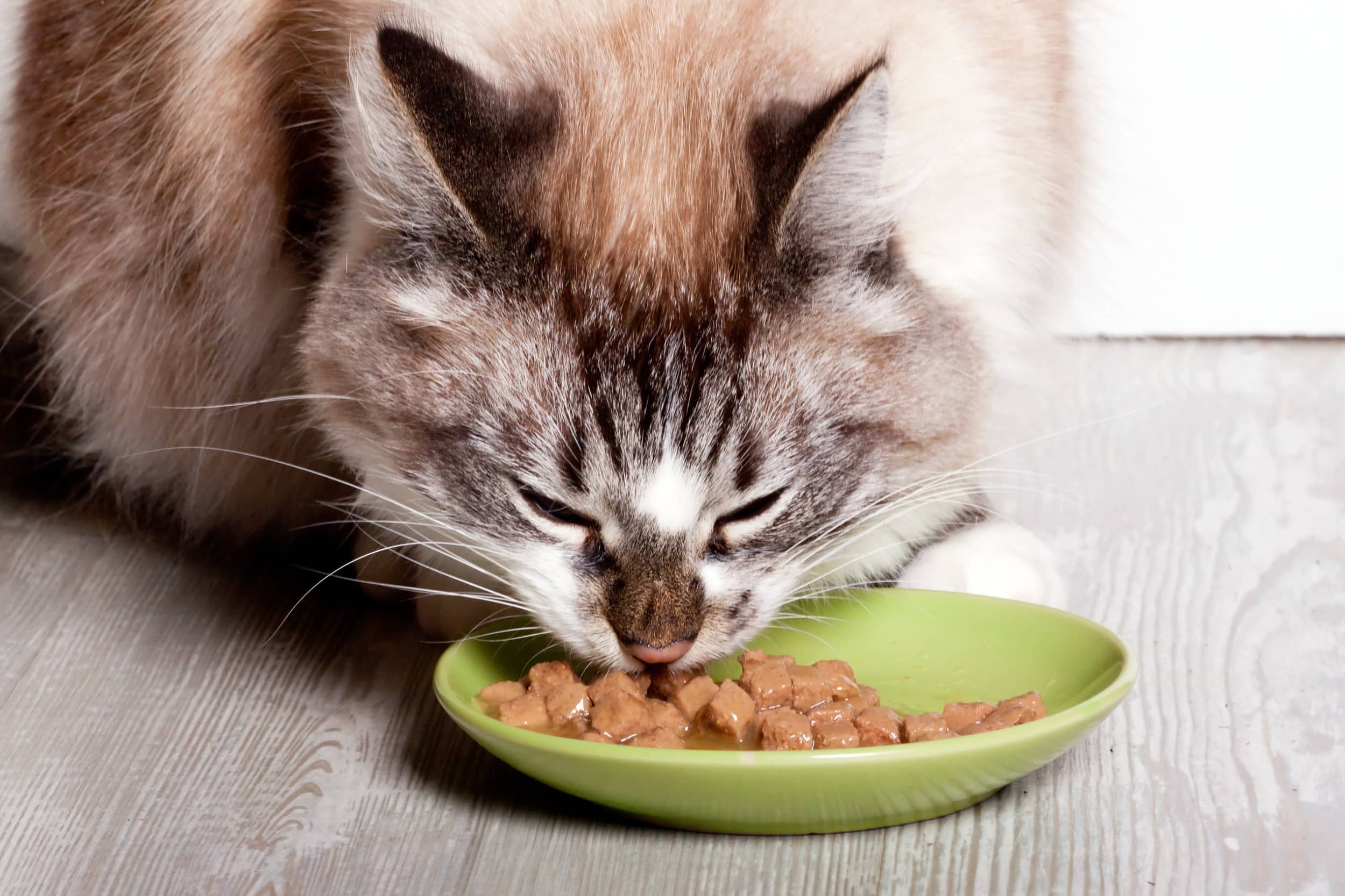 gatto inappetente