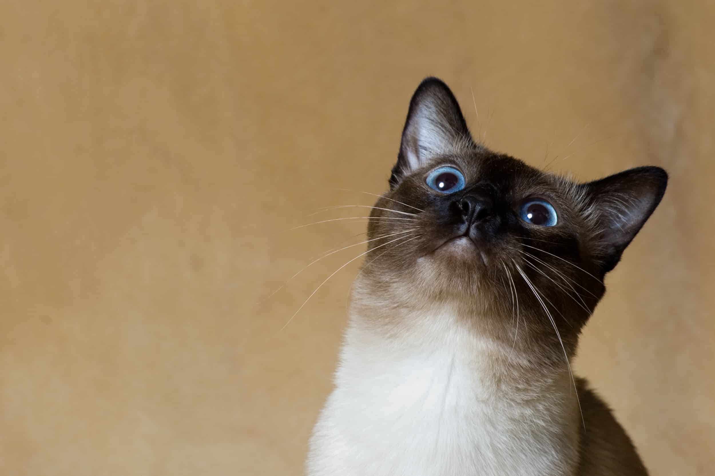 gatto risponde quando lo chiami?