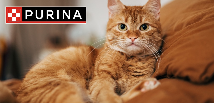 Alimenti Purina