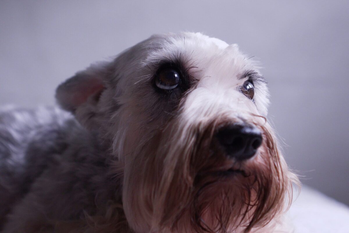 Cani e temporali estivi: perché alcuni animali hanno più paura