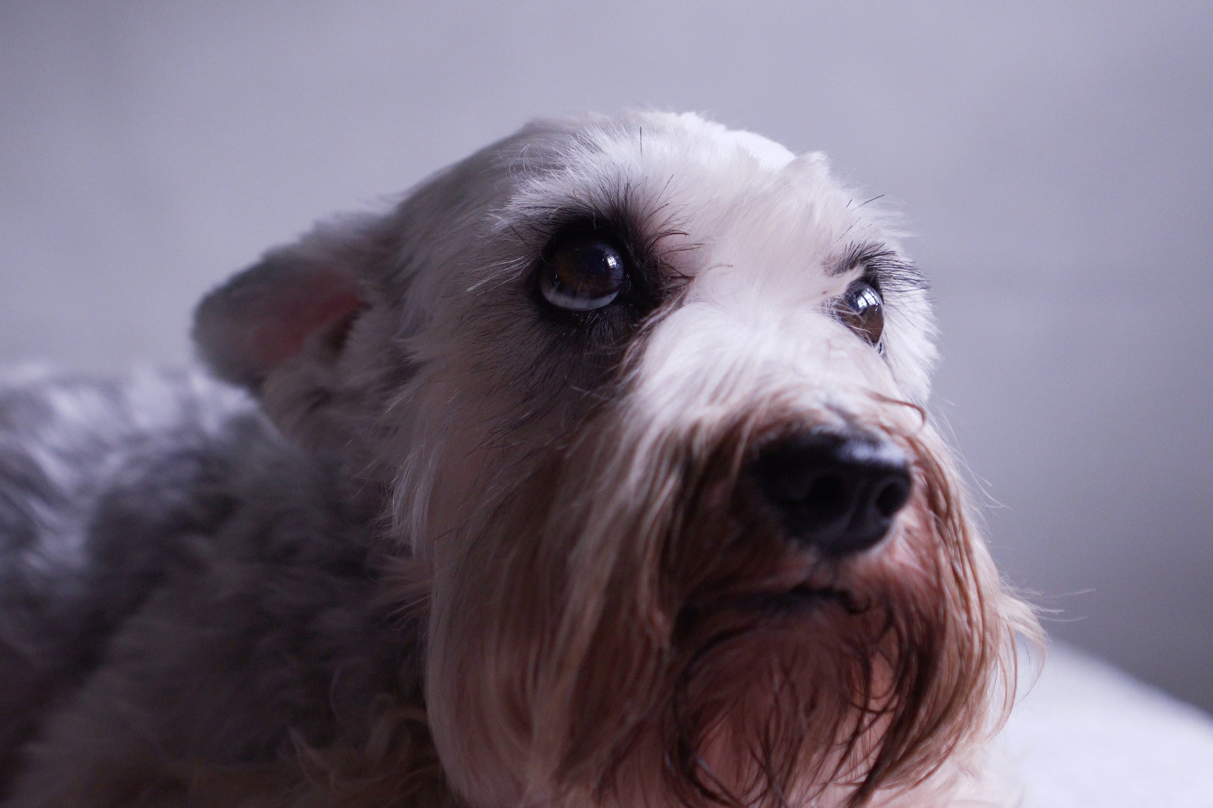 cane paura temporali