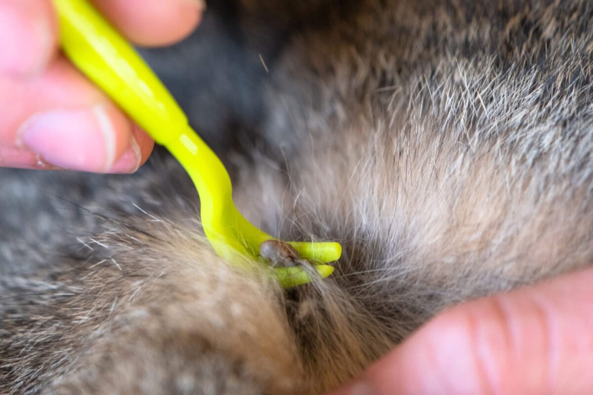 Come togliere le zecche al cane: cosa fare e cosa evitare